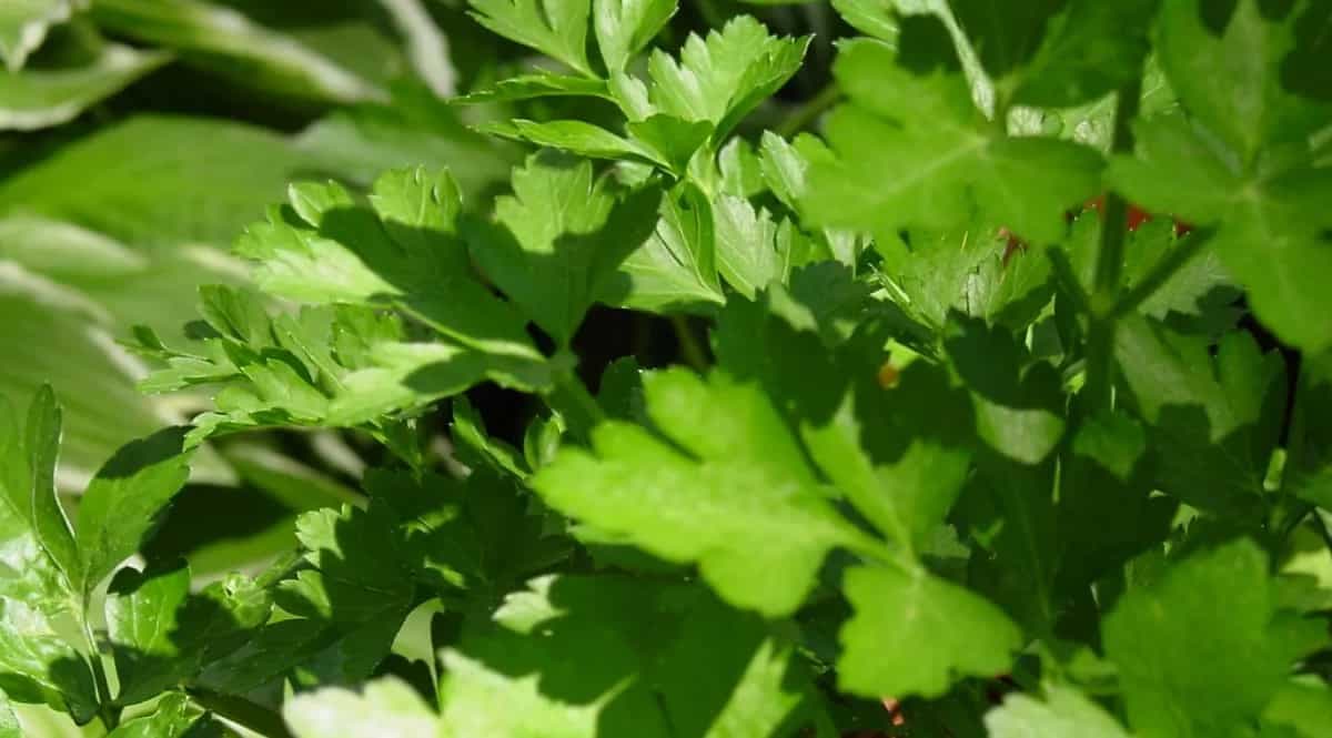 Growing Parsley In Containers: Tips For Urban Gardeners