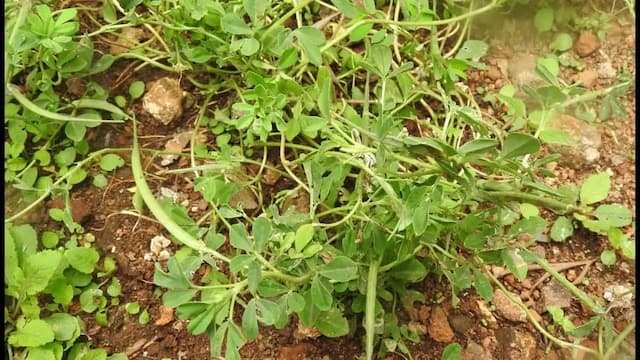 How To Grow Methi At Home? Step-By-Step Guide