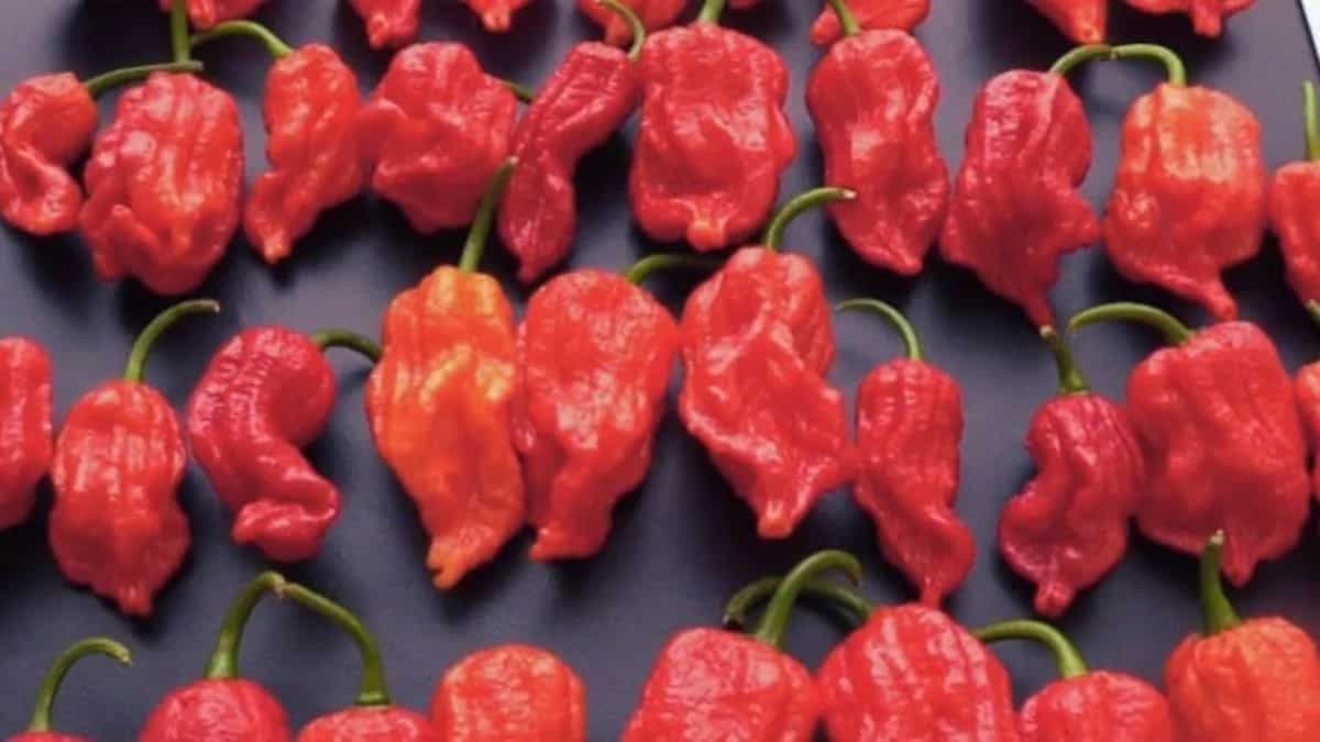 From Naga Viper To Carolina Reaper, World's 7 Hottest Chillies 