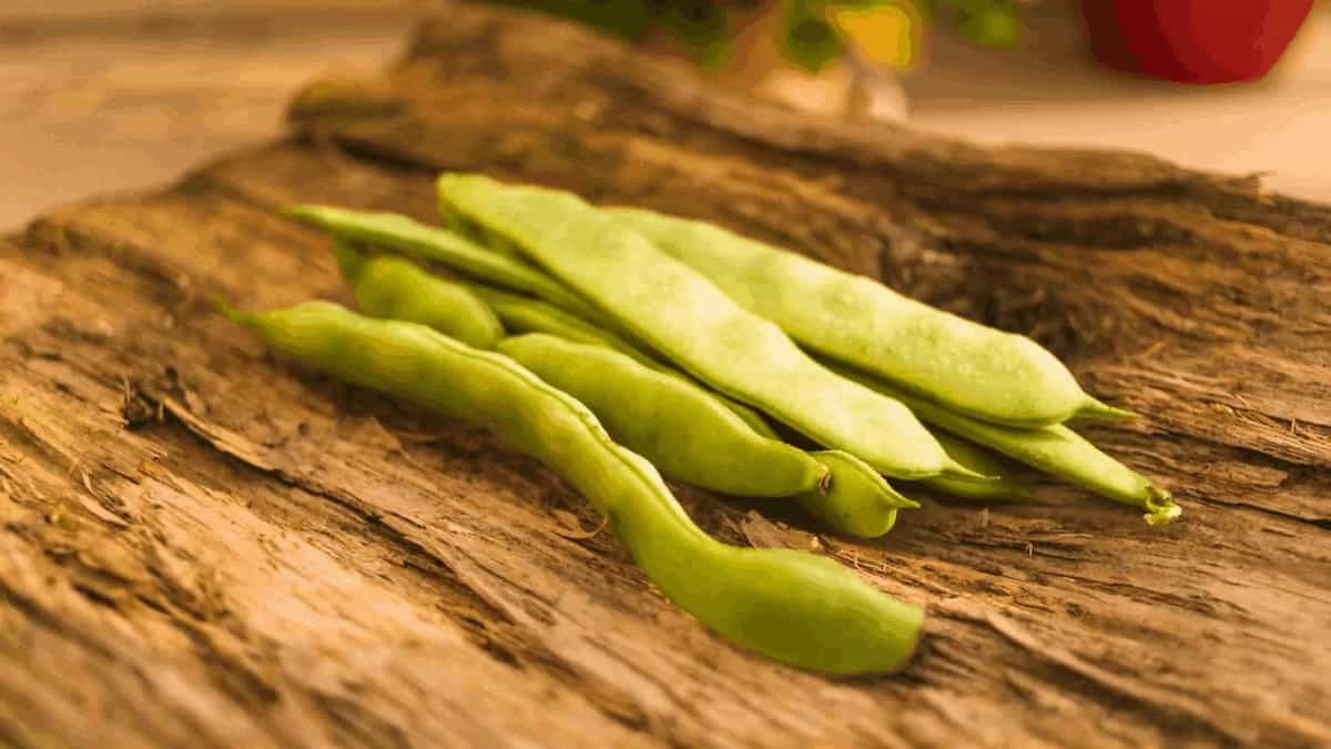 Growing French Beans In Kitchen Garden: Tips For Urban Gardeners