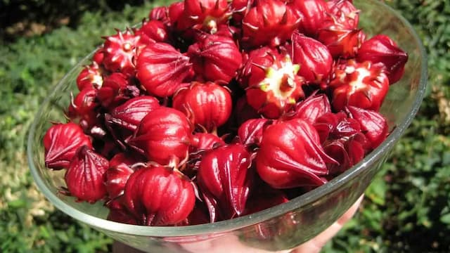 6 Tasty Recipes With Roselle You Must Try