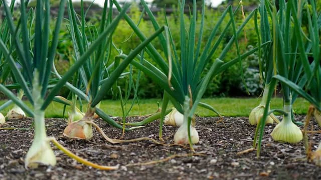 Growing Green Onions At Home: Essential Tips To Keep In Mind