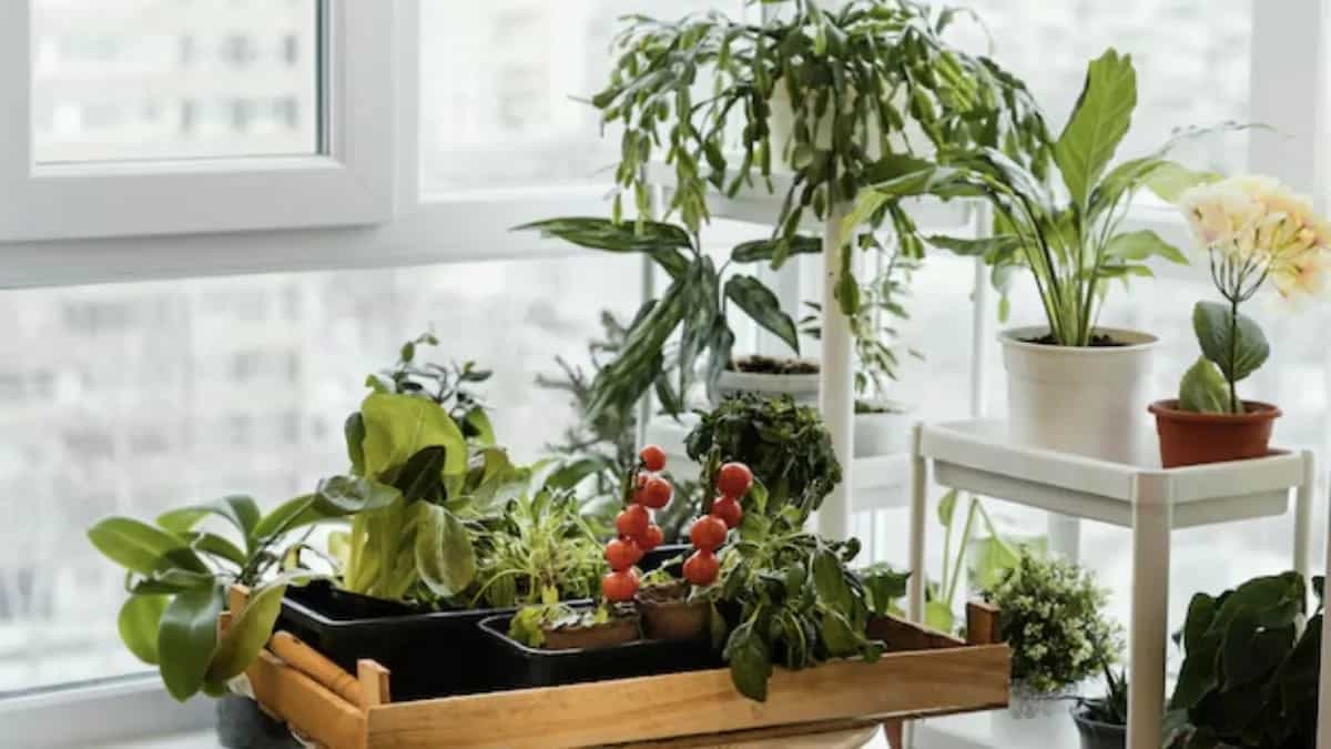 Indoor Vegetable Gardening: Simple Tips For Beginners