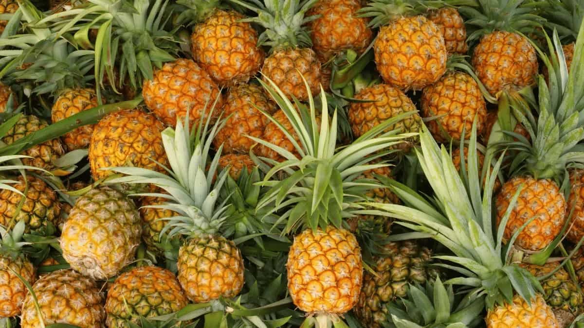 Tropical Treats: 7 Exotic Indian Dishes Using Pineapple