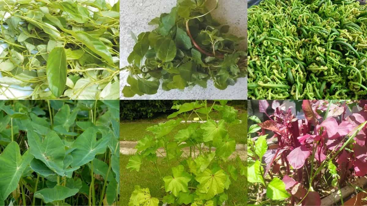 Discovering 10 Leafy Vegetables Of Assam