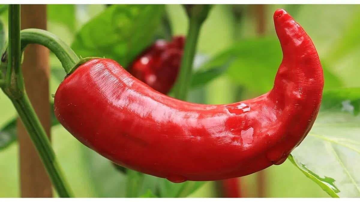 Discovering The Health Benefits Of Fiery Hot Chilli Peppers
