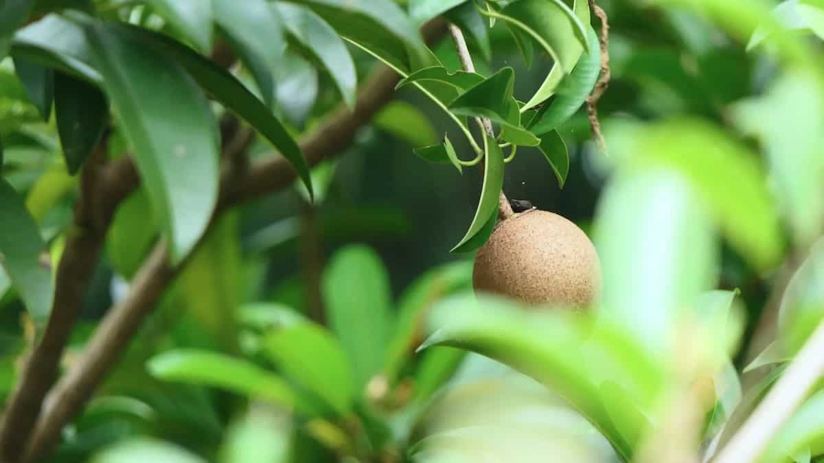 How To Grow Chikoo In Your Home Garden