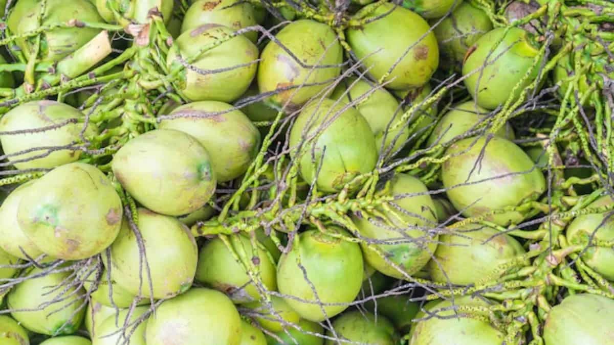 Kitchen Tips To Store Fresh Coconut For Culinary Use