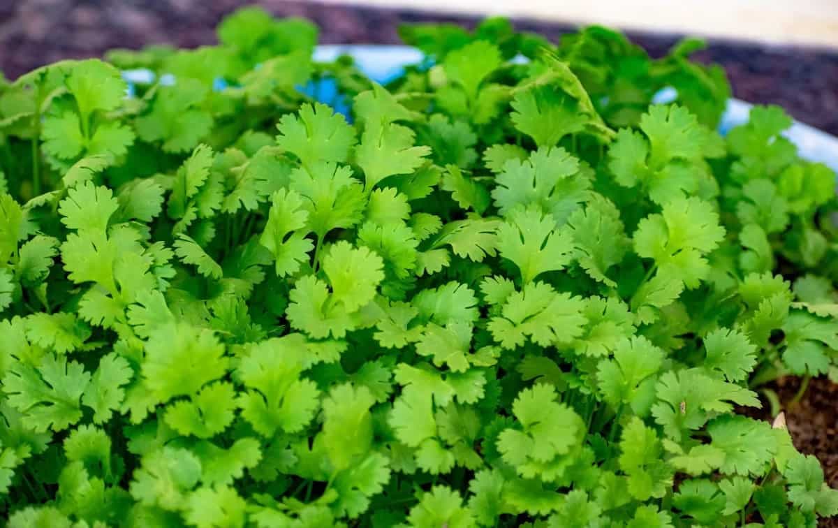 Top Tips For Storing Herbs During The Rainy Season 