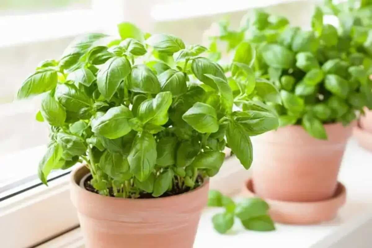 The 5 Top Herbs That You Can Grow In Kitchen Containers