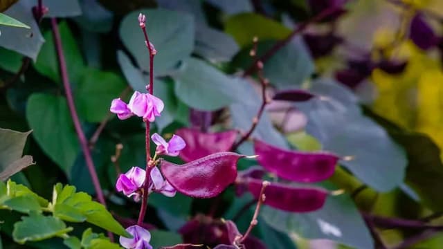 How To Grow Hyacinth Bean In Your Home Garden