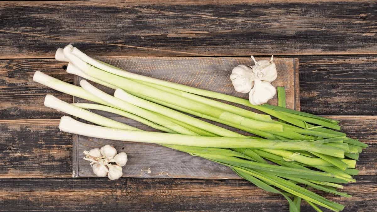 Growing Chives In Kitchen Garden: Tips For Urban Gardeners