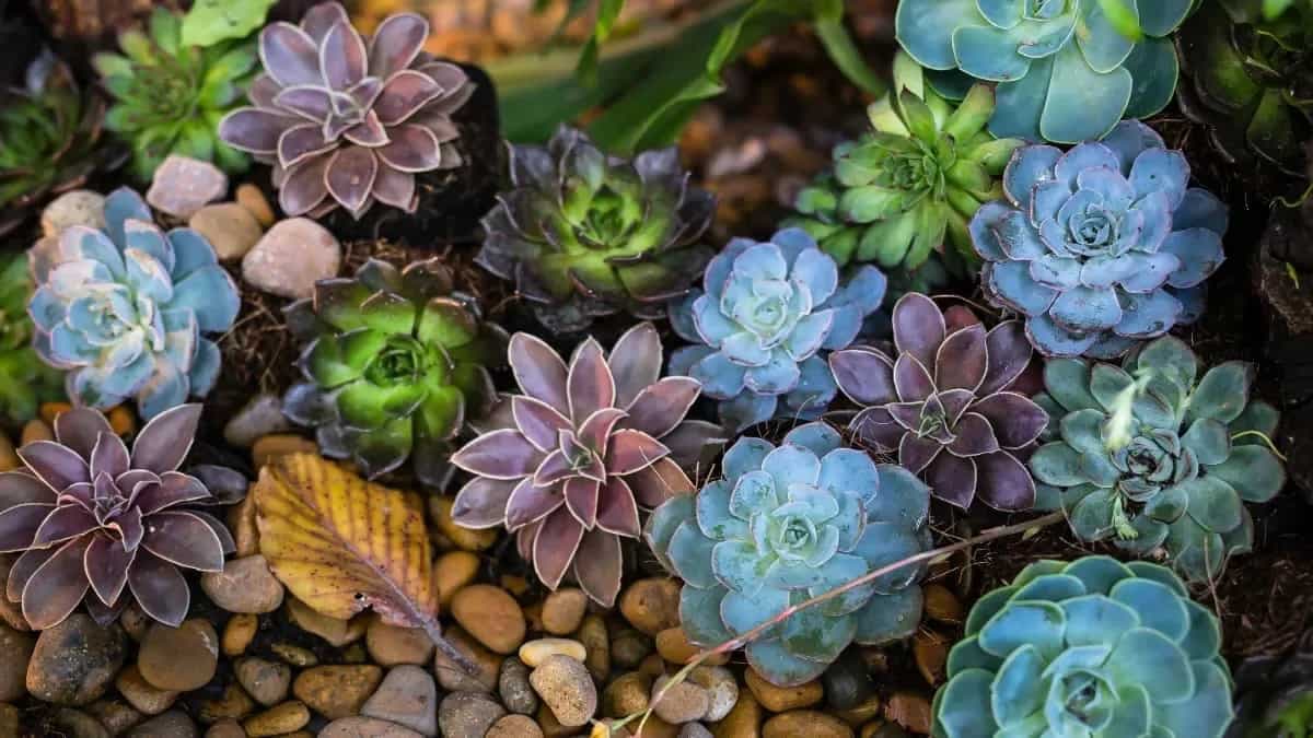 How To Grow Succulents From Seeds? Tips And Hacks