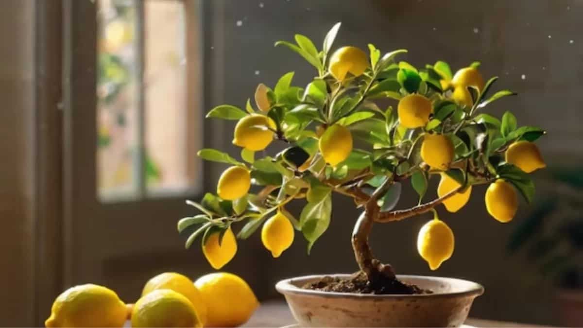 How To Grow Low-Maintenance Fruits In Pots At Home