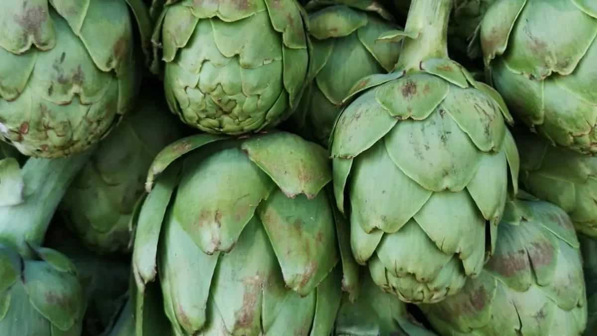 Top Tips To Grow Artichokes From Seeds At Your Home Garden