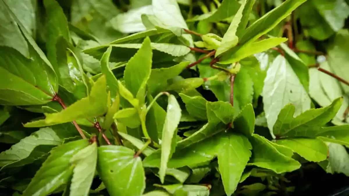 Are Sorrel And Gongura The Same? Here's What You Need To Know