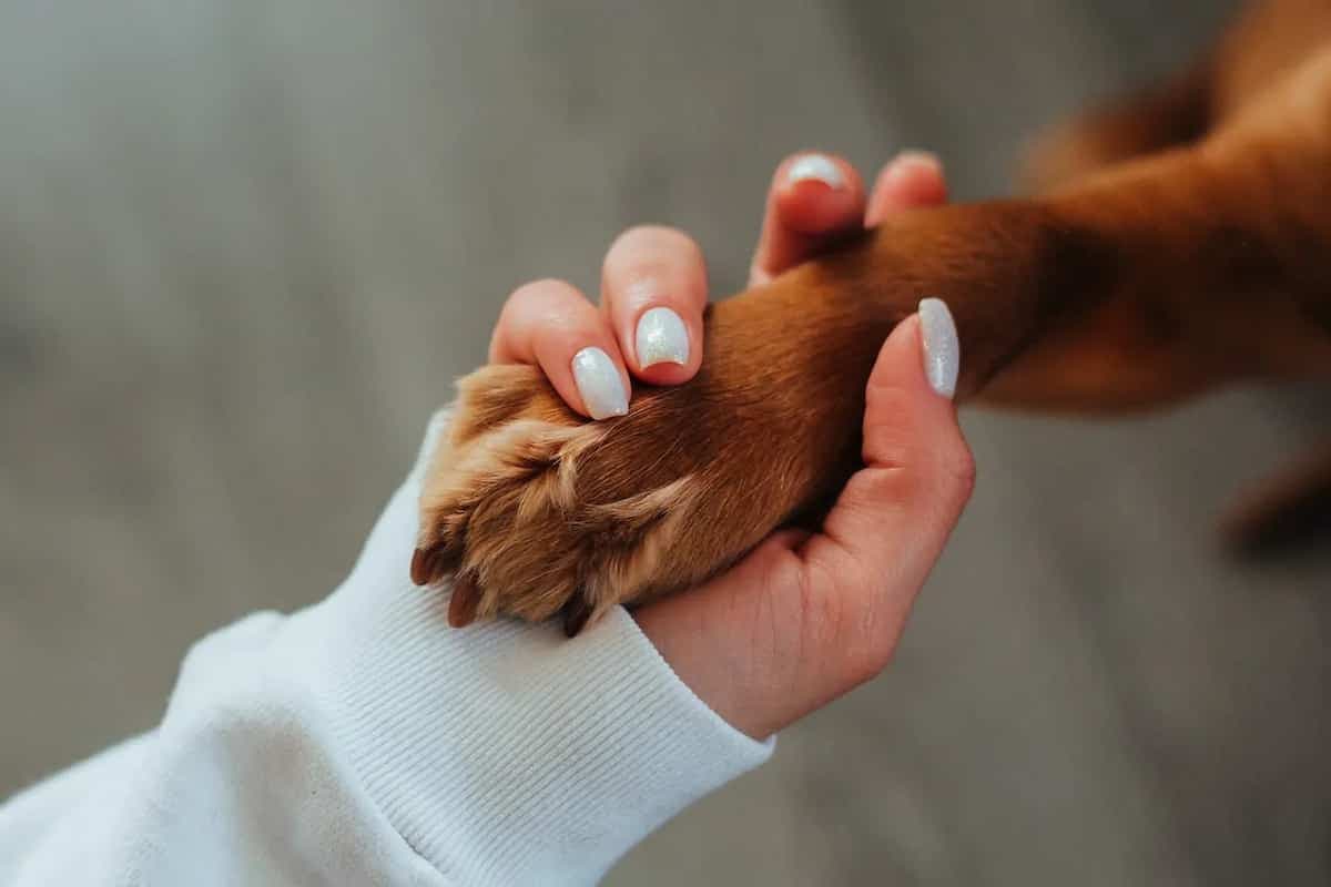 Kolkata's Top 10 Pet-Friendly Cafes And Pubs