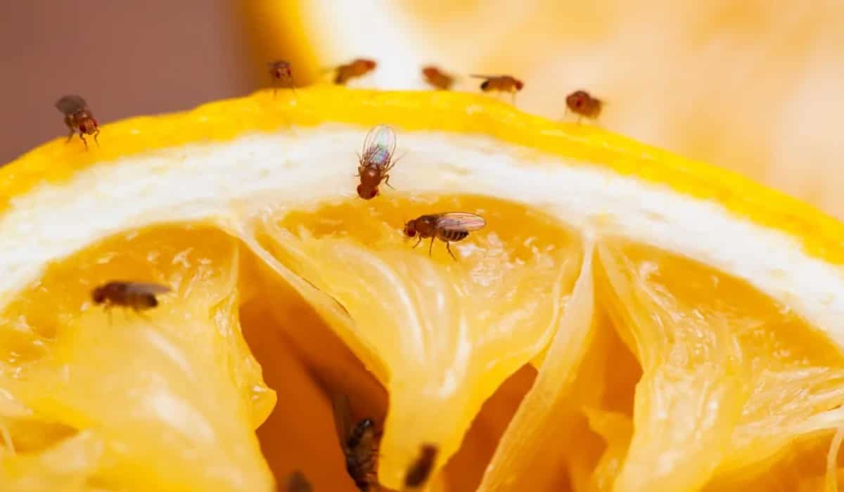 Fruit Fly Trap And 7 Tips To Get Rid Of Fruit Flies Naturally