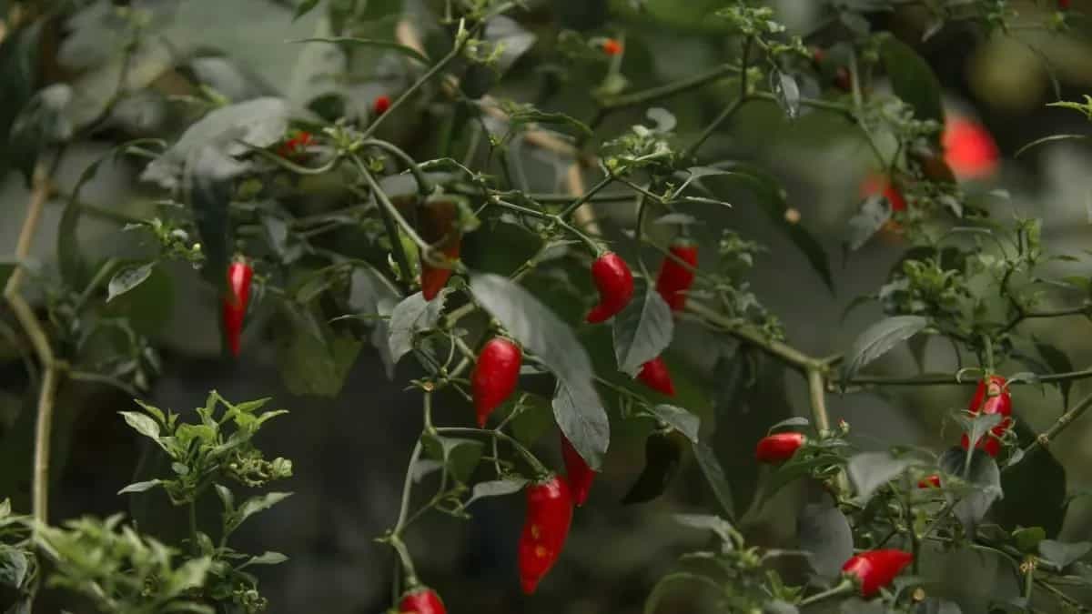 Spice Plants: Must-Have Saplings In Your Kitchen Garden