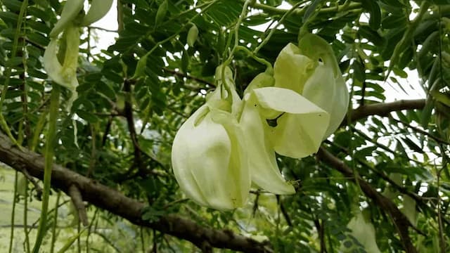 Vegetable Hummingbird: How To Grow Bokful In Your Kitchen Garden