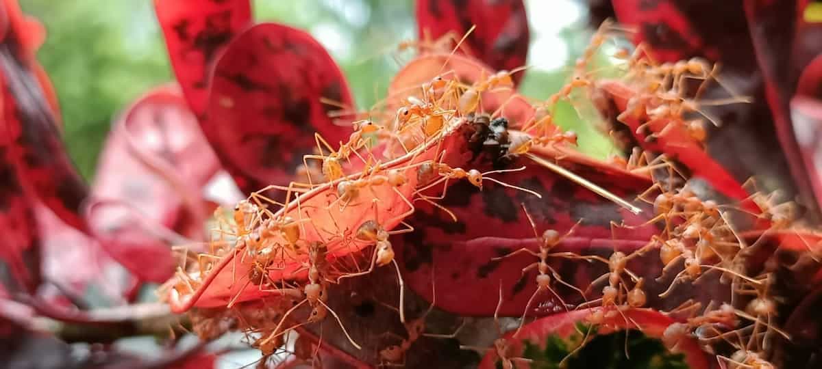 Unlocking Power Of Eating Insects In India