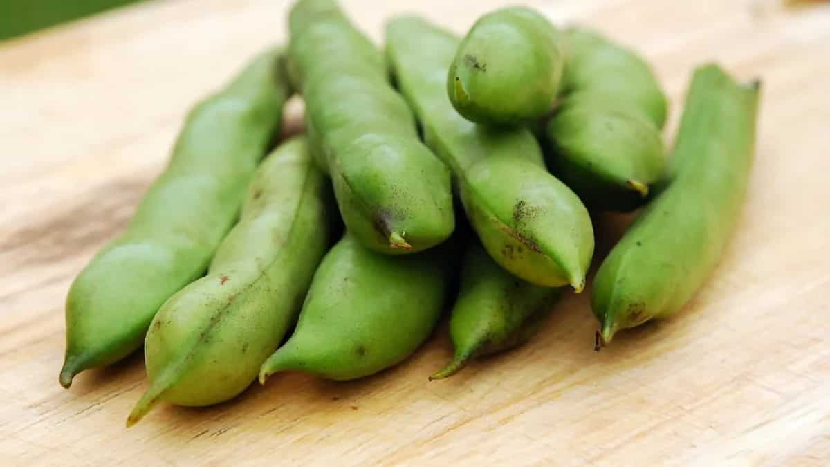 Growing Broad Bean At Home: Tips For Urban Gardeners