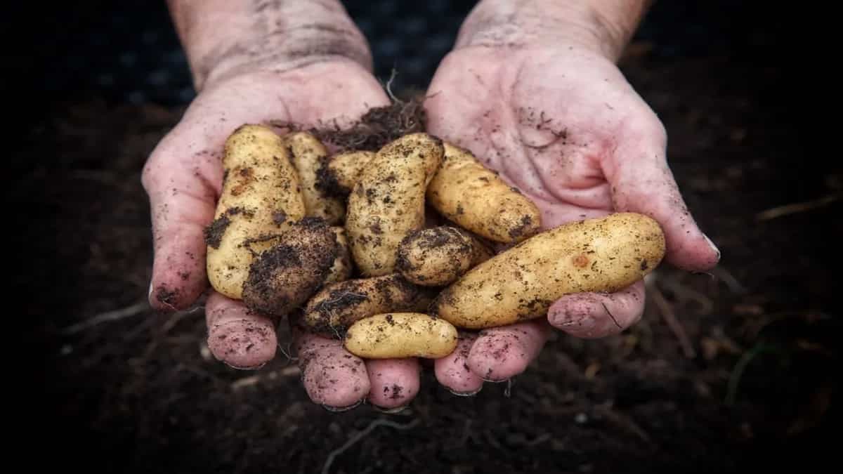 Chinese Potato: The Versatile Tuber Of Monsoon Cuisine