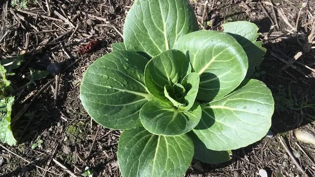 How To Grow Bok Choy In Your Kitchen Garden? Tips And Tricks