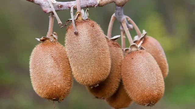 How To Grow Kiwi In Your Kitchen Garden? Step-By-Step Guide