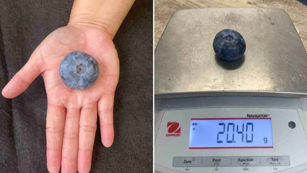 Blueberry Grown In Australia, Breaks Guinness Record 