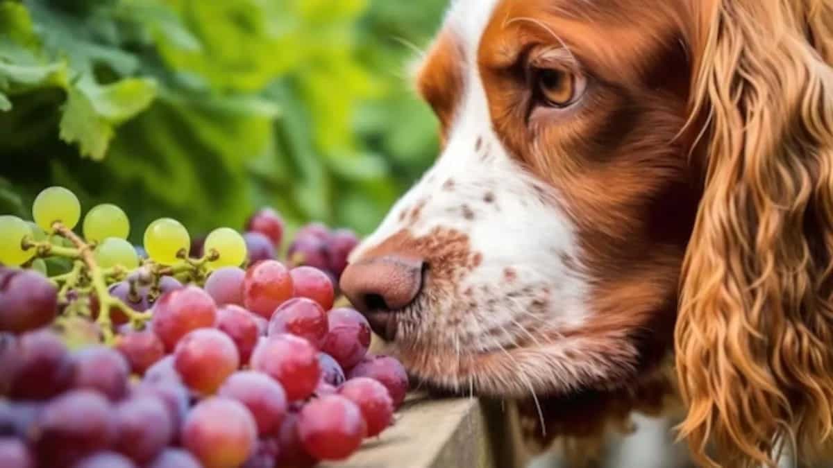 Can Dogs Eat Grapes? 