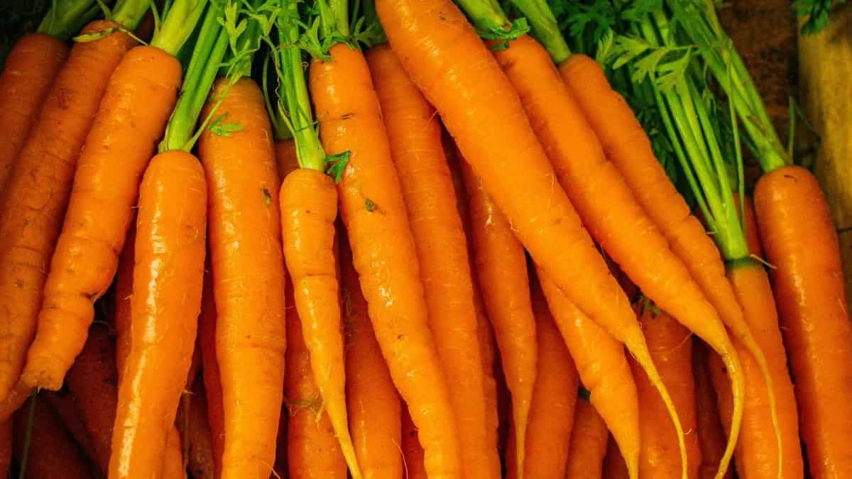 Growing Carrots At Home: Essential Tips To Keep In Mind