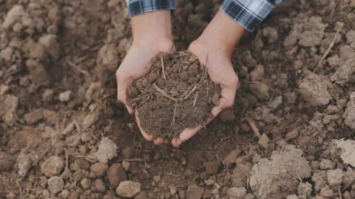 Best Vegetables That Grow In Clay Soil For Your Kitchen Garden