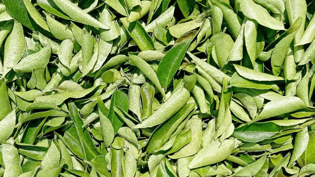 New Hack For Keeping Curry Leaves Fresh For 6 Months Goes Viral