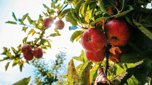 Simple Tips To Grow Apples At Home