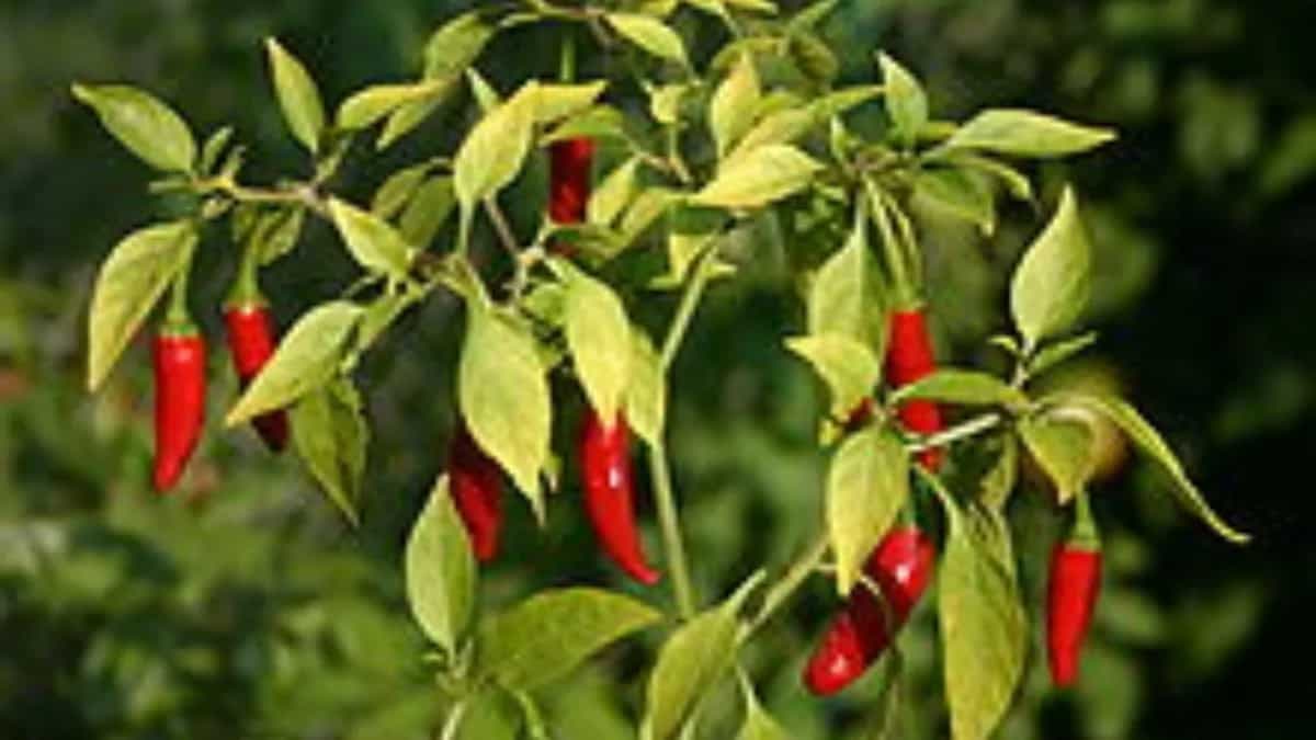 Tips For Growing Cayenne Pepper Plants In Your Kitchen Garden