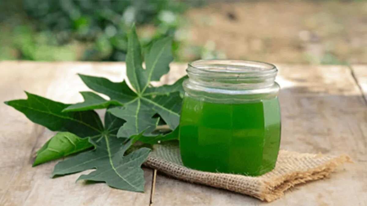 Unlock The Health Benefits Of Papaya Leaf Juice: A Simple Recipe