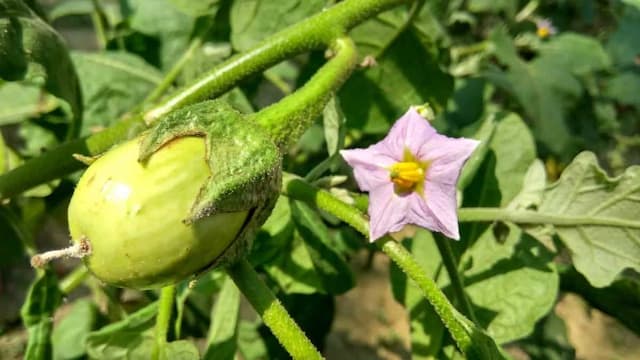 Growing Brinjal: Essential Tips To Grow Different Varieties 