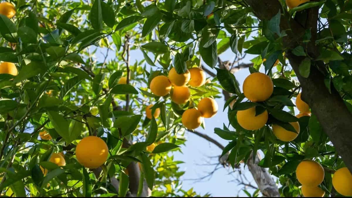 Grow Blood Oranges In Your Backyard Garden This Winter