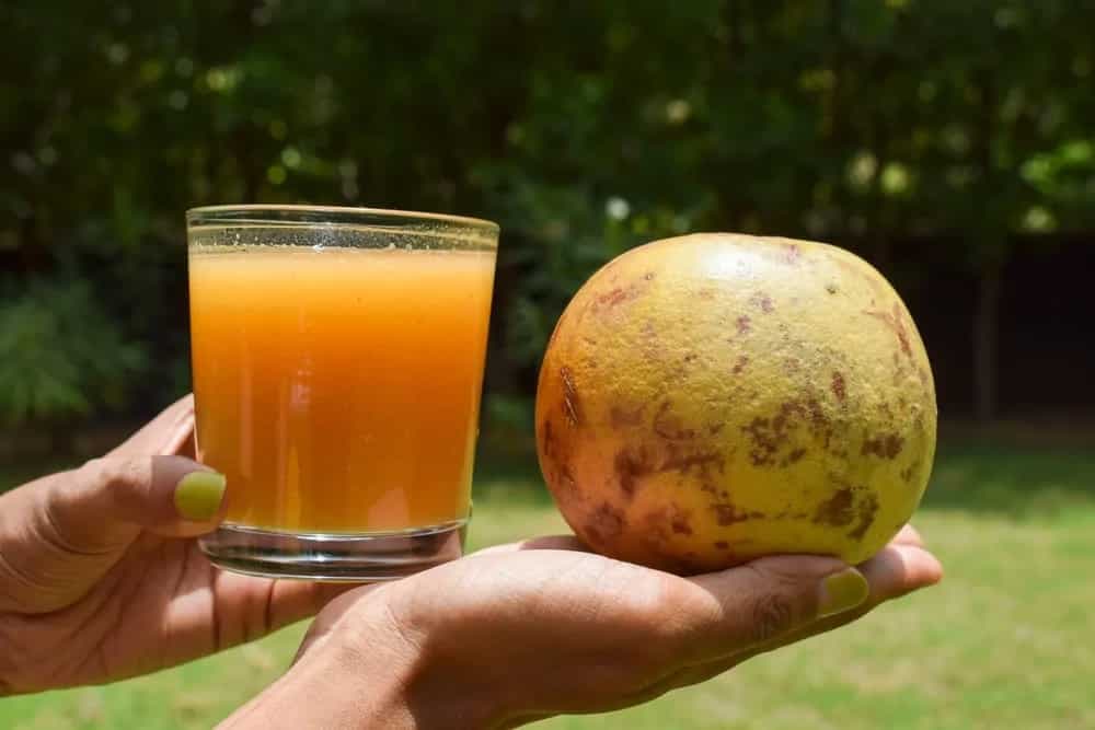 Kokum To Bel, 6 Popular Homemade Sharbats To Have During Summer 