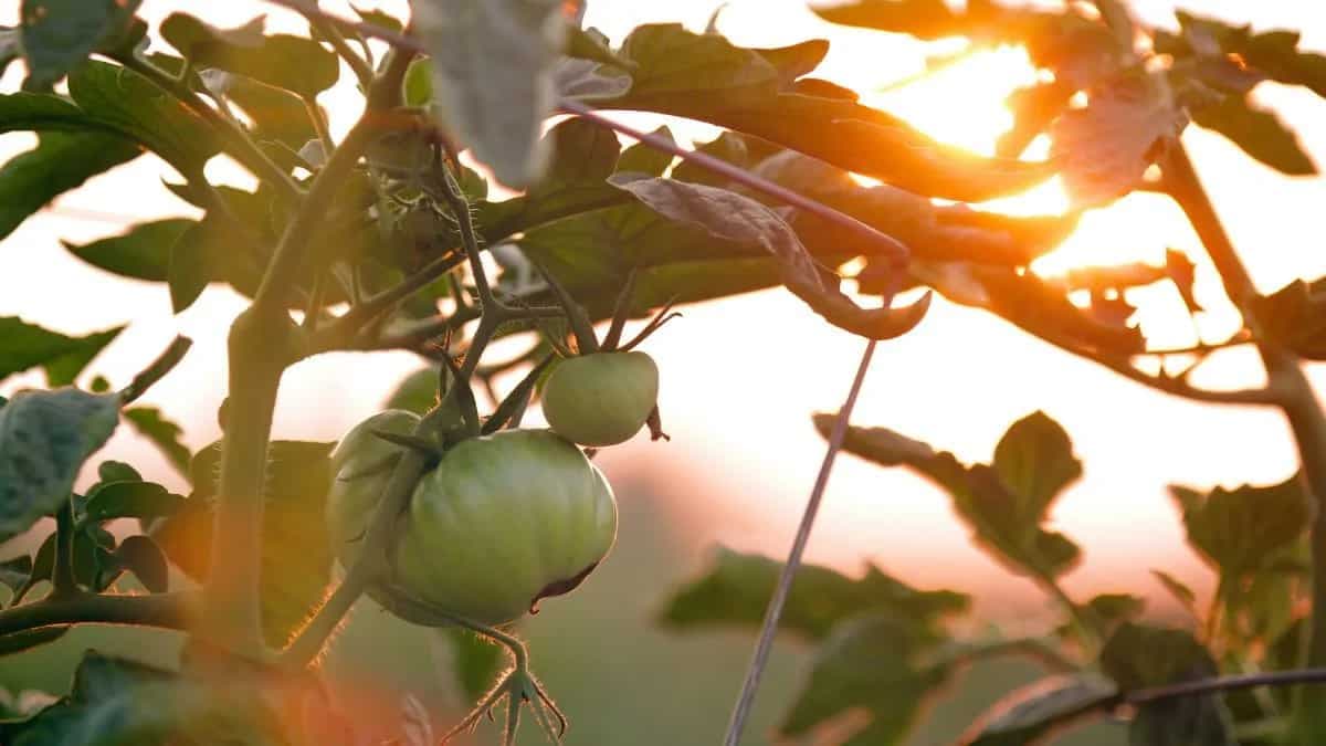 Growing Figs: Essential Tips To Keep In Mind