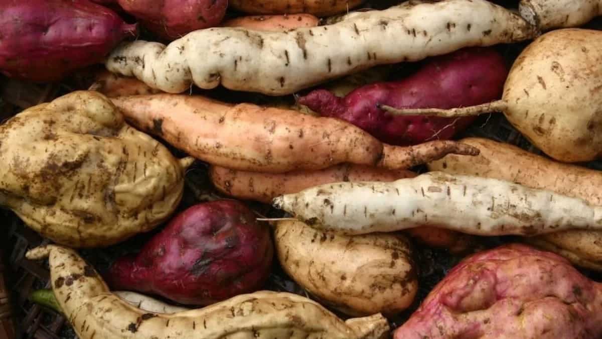How Sweet Potato Figures In Hangi Tradition From Maori Cuisine