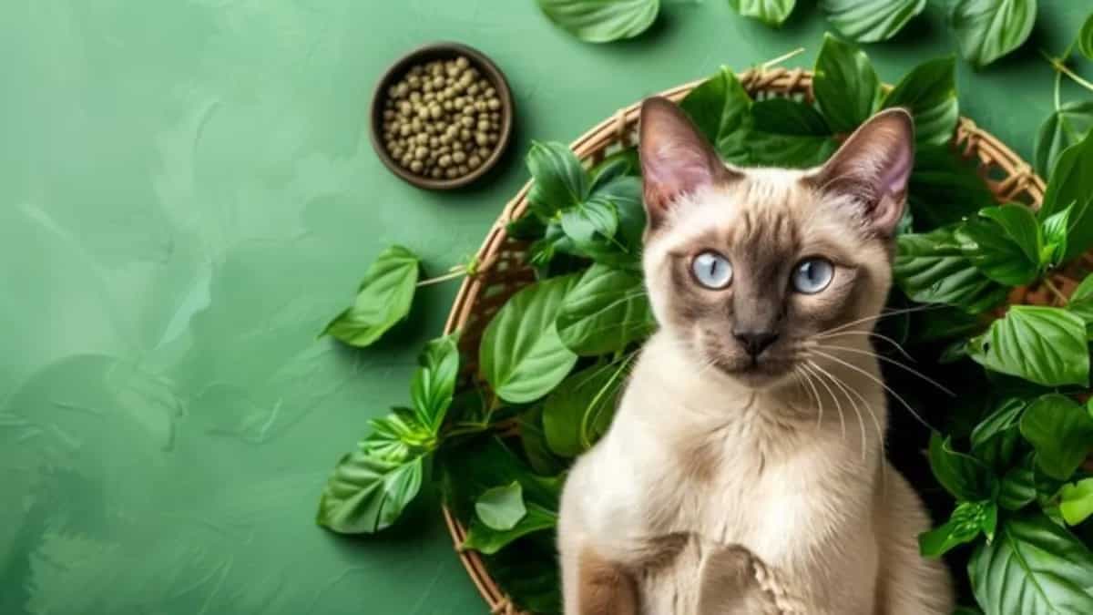 Grow And Make Your Catnip At Home In Simple Steps