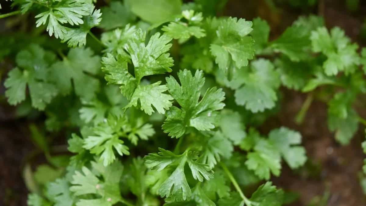 How To Grow Coriander At Home: A Step-By-Step Guide