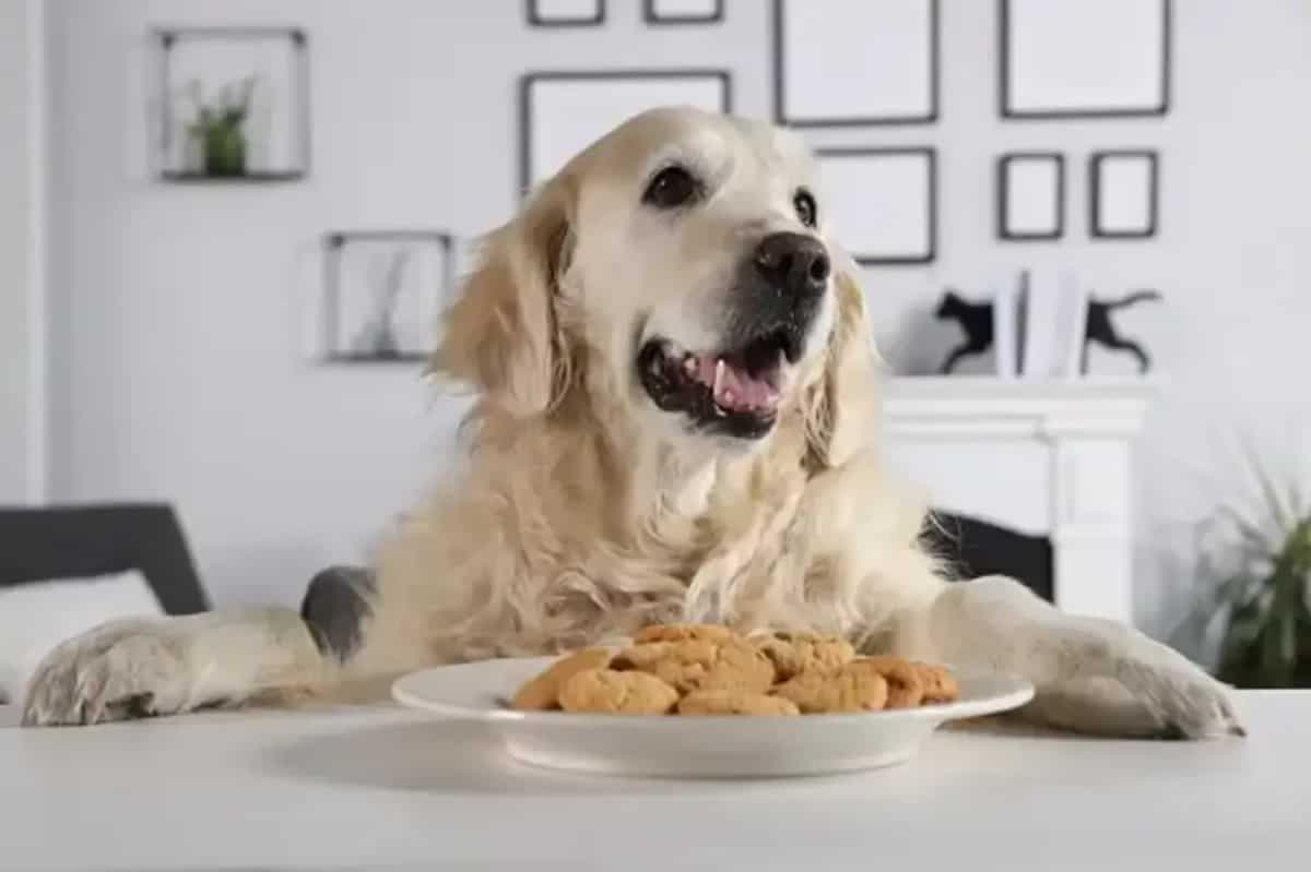 7 Favourite Dog Foods For Every Pup's Palate