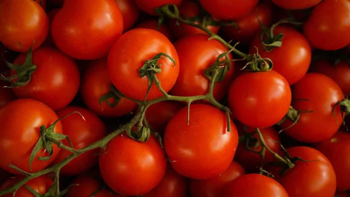 Cucumber To Tomato - Common Fruits That We Think Are Vegetables