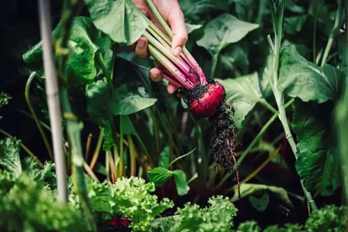 Home Gardening Guide: 8 Tips For Growing Beetroots
