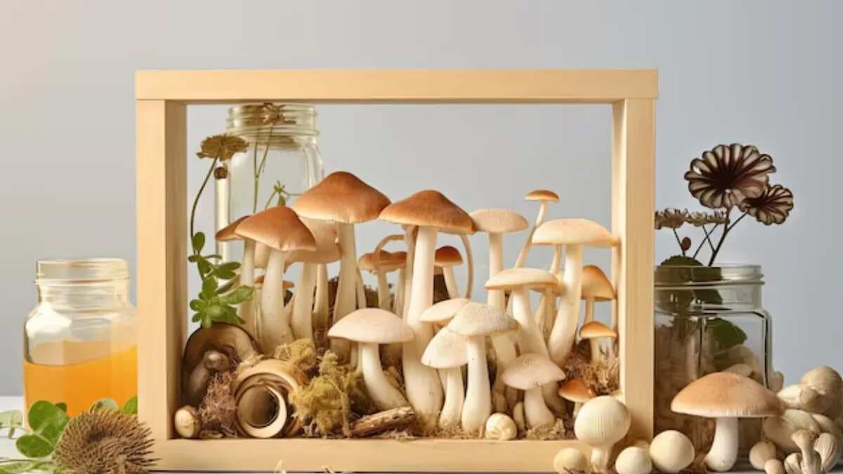 A Complete Guide On How To Grow Mushroom At Home