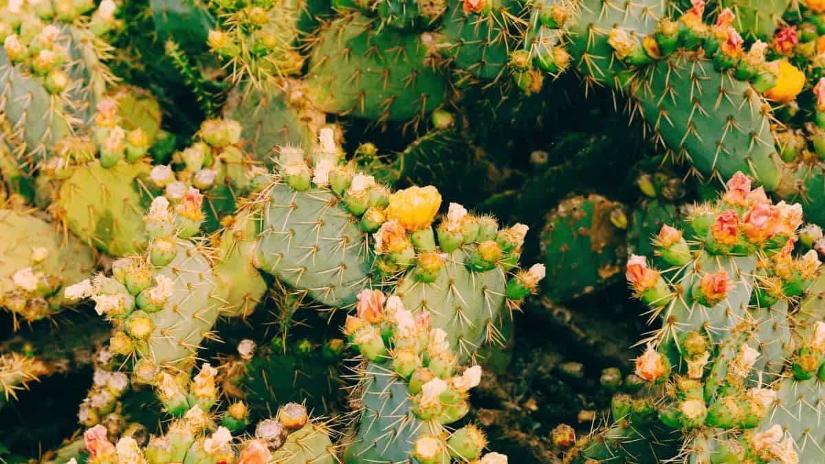 Cooking With Cactus: 6 Dishes For An Adventurous Feast