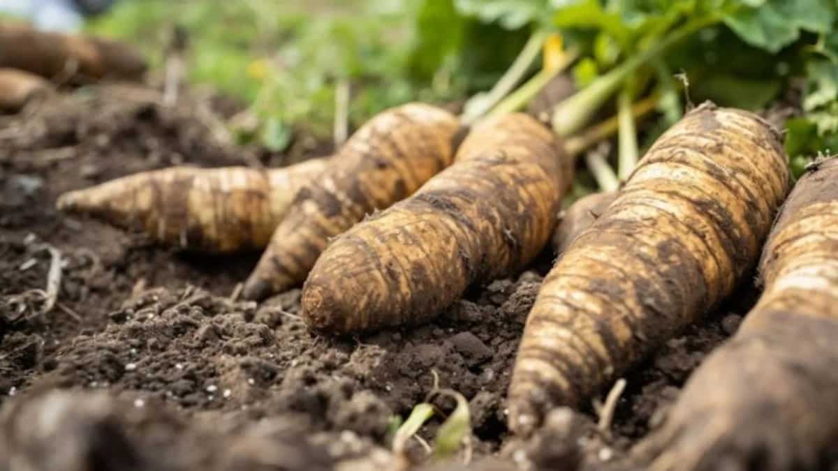 How To Grow Taro Root In Your Kitchen Garden